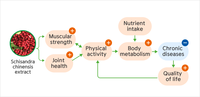 오미자추출물의 근력 개선 기능성 개별인정서